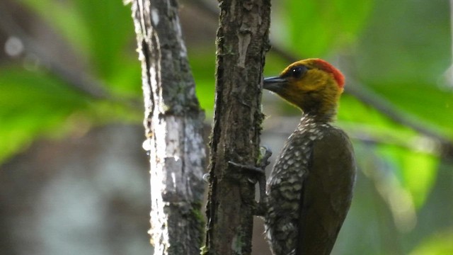 Yellow-throated Woodpecker - ML643481680