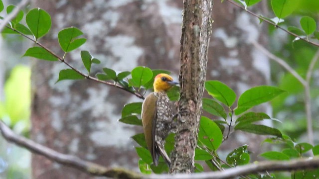 Yellow-throated Woodpecker - ML643481681