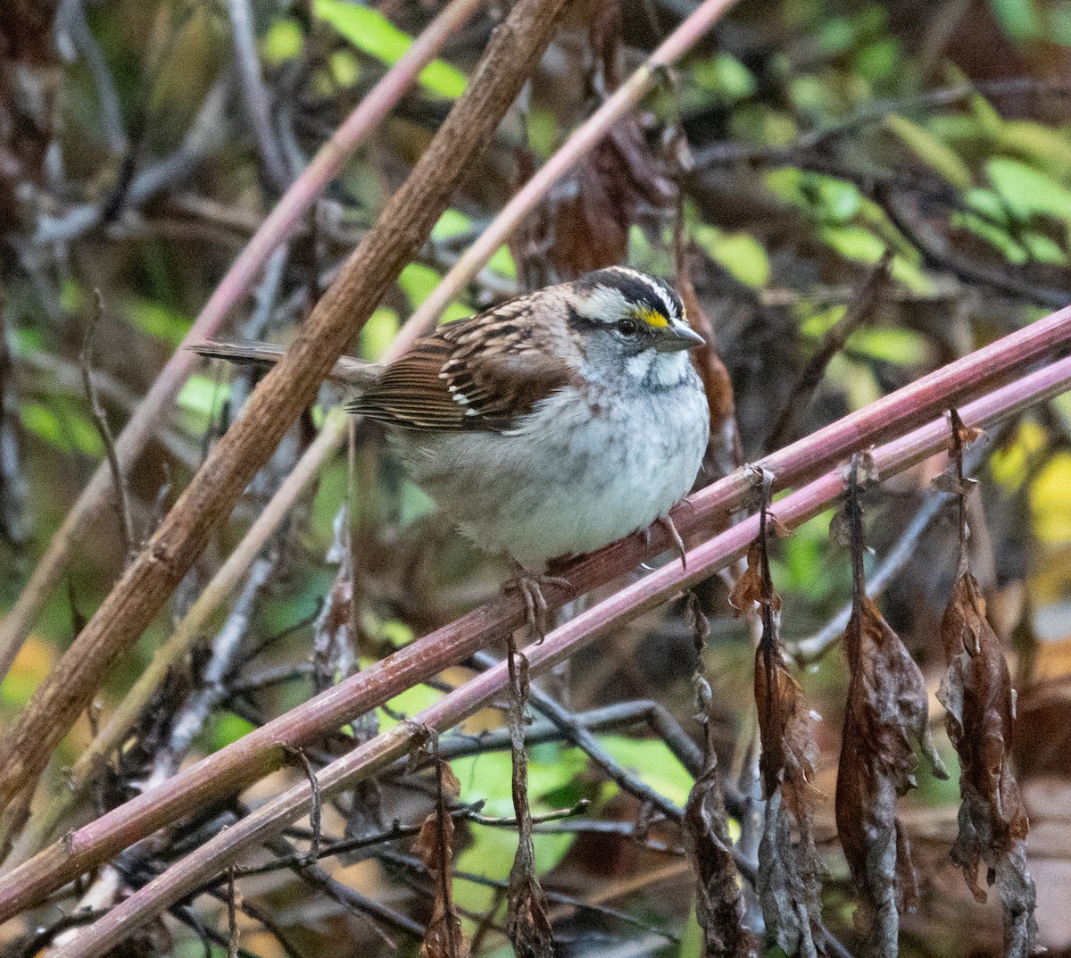 White-throated Sparrow - ML643481692