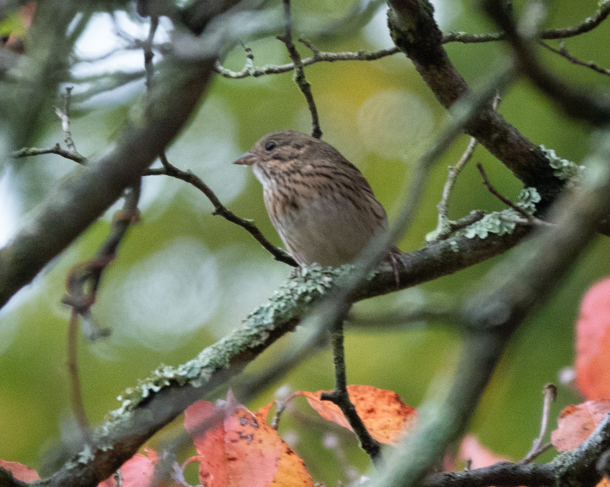 Lincoln's Sparrow - ML643481699