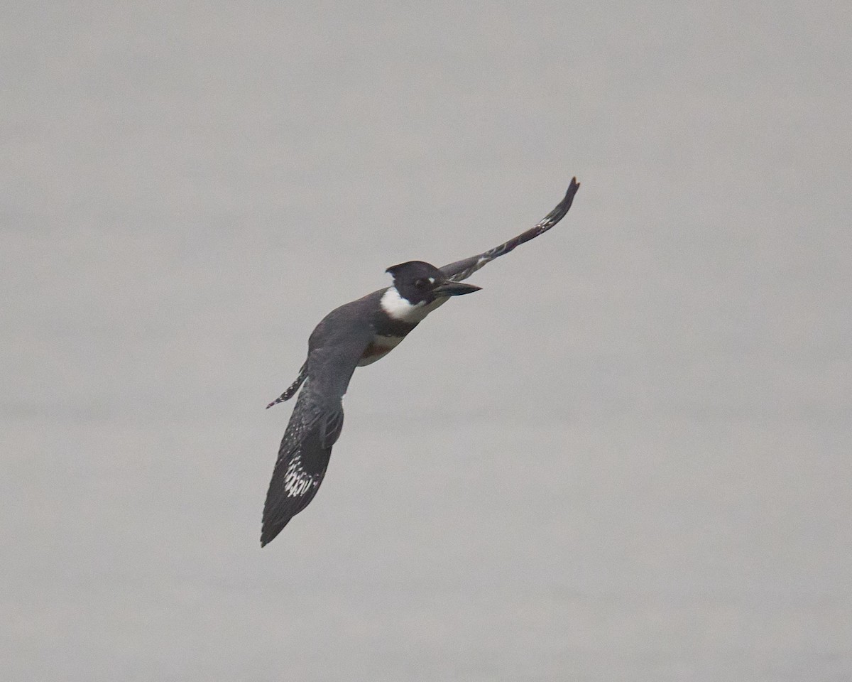 Belted Kingfisher - ML643481712