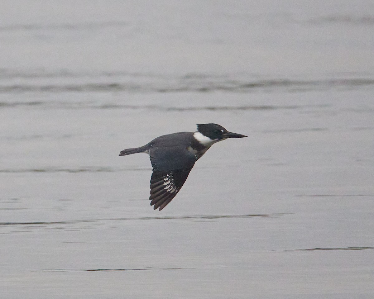 Belted Kingfisher - ML643481713