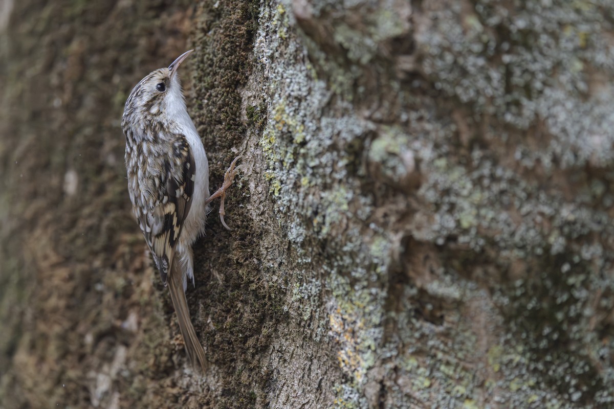Eurasian Treecreeper - ML643481714