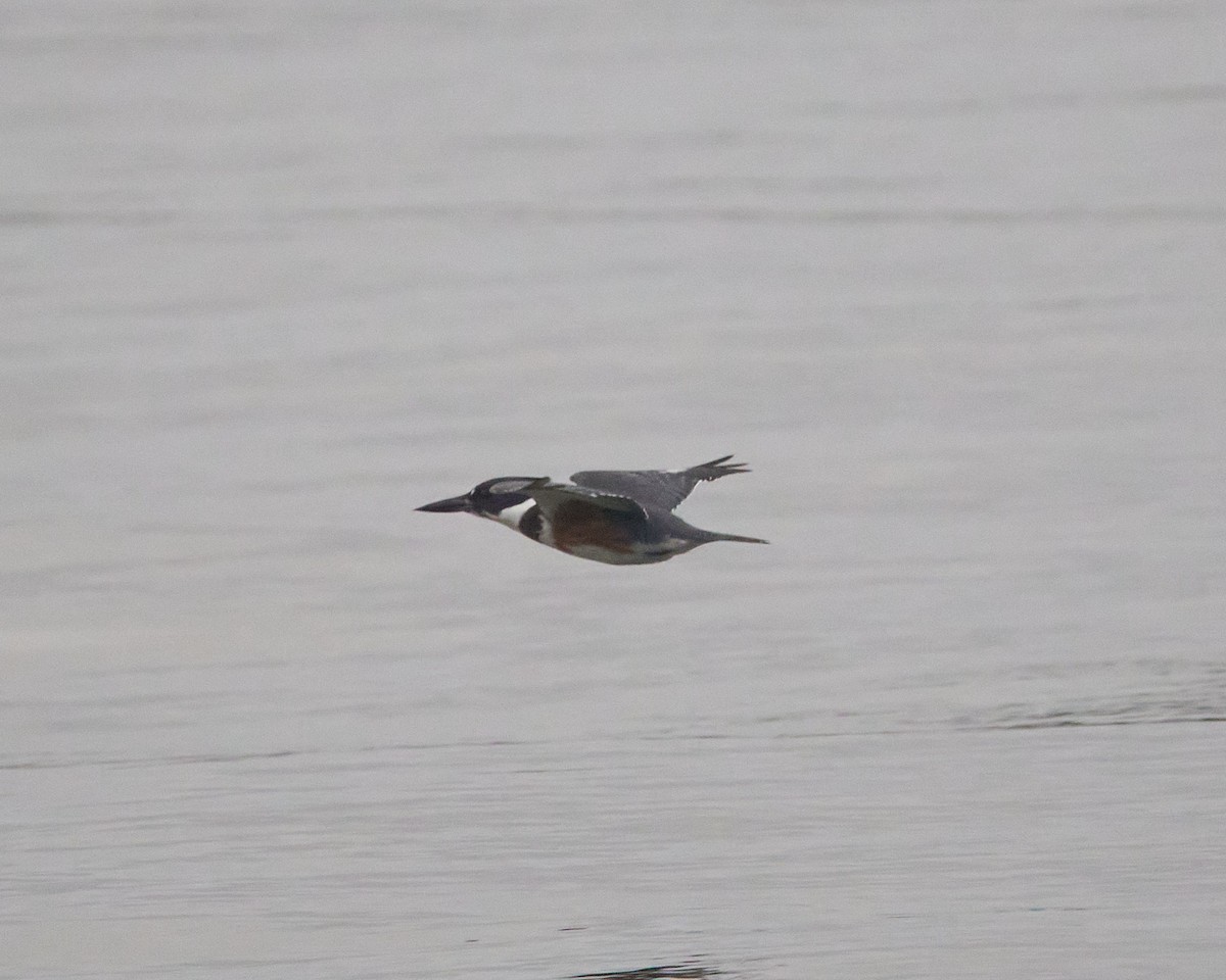 Belted Kingfisher - ML643481715