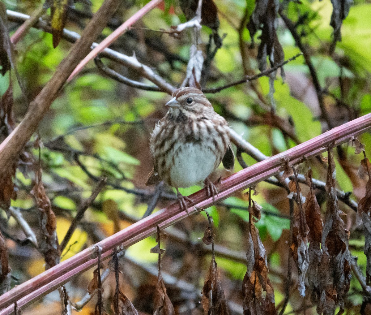 Song Sparrow - ML643481719