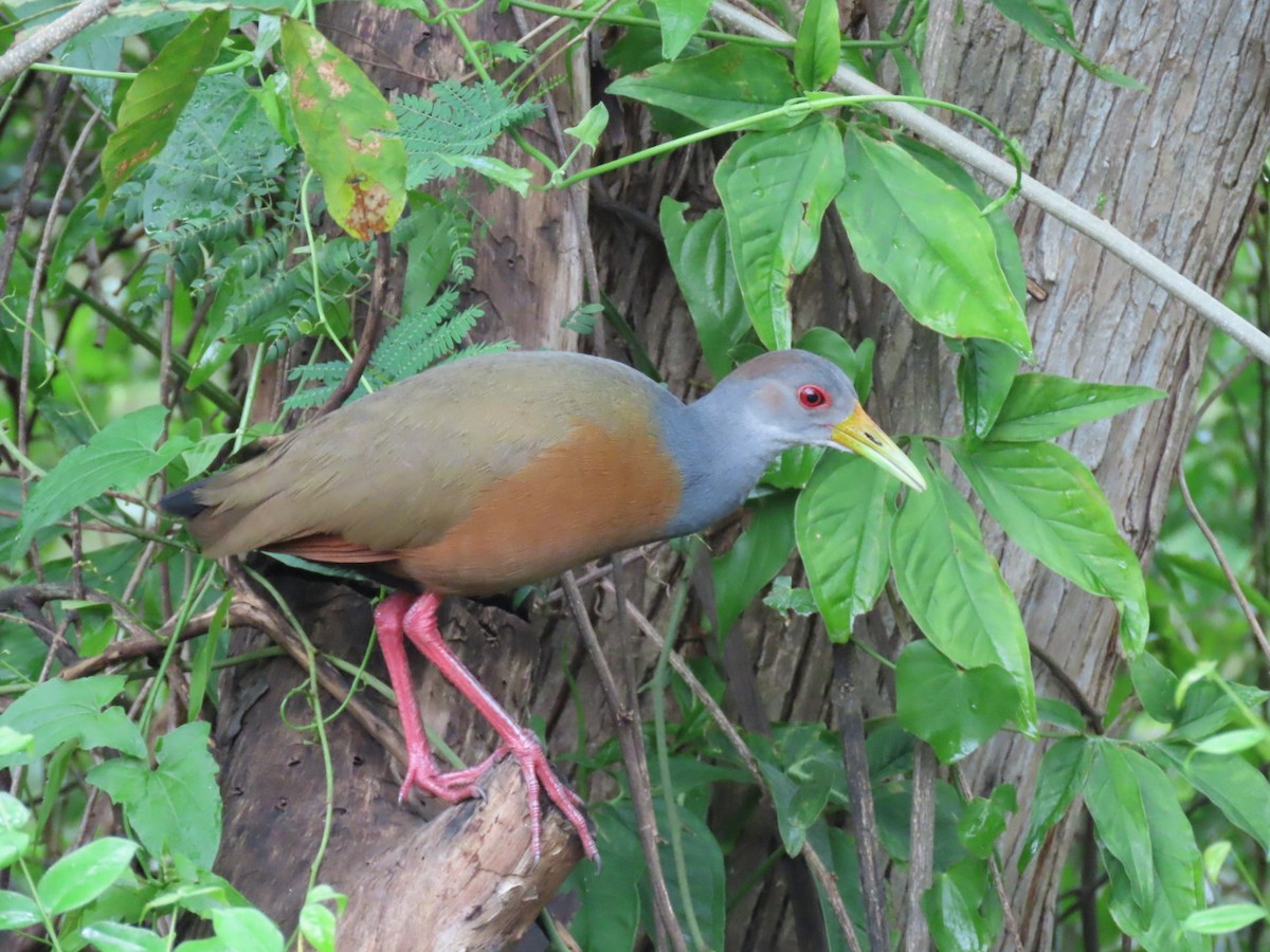 Gray-cowled Wood-Rail - ML643481722