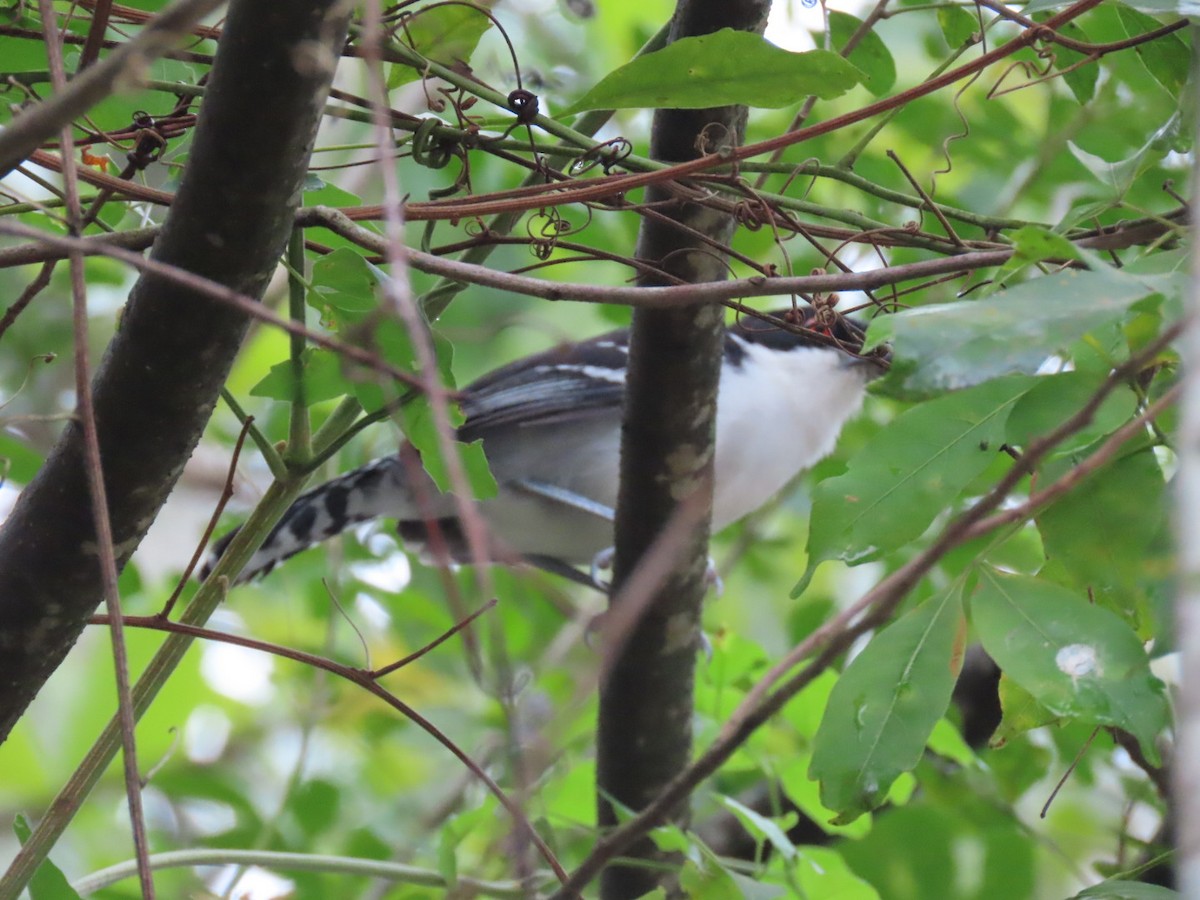 Great Antshrike - ML643481729