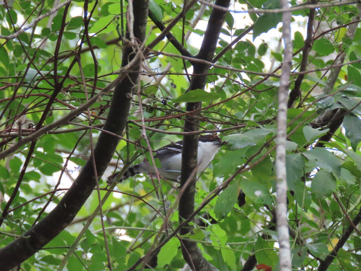Great Antshrike - ML643481730