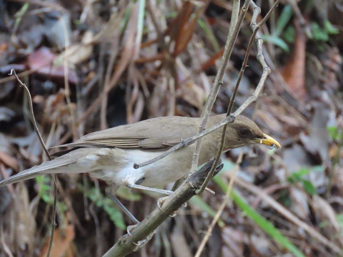 Creamy-bellied Thrush - ML643481731