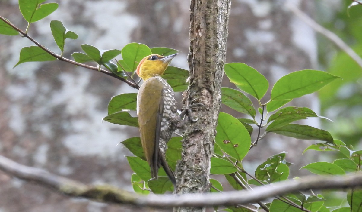 Yellow-throated Woodpecker - ML643481738
