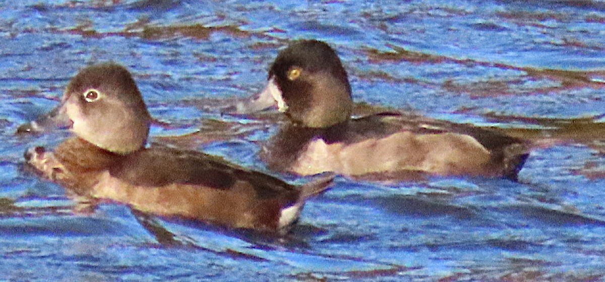 Ring-necked Duck - ML643481747