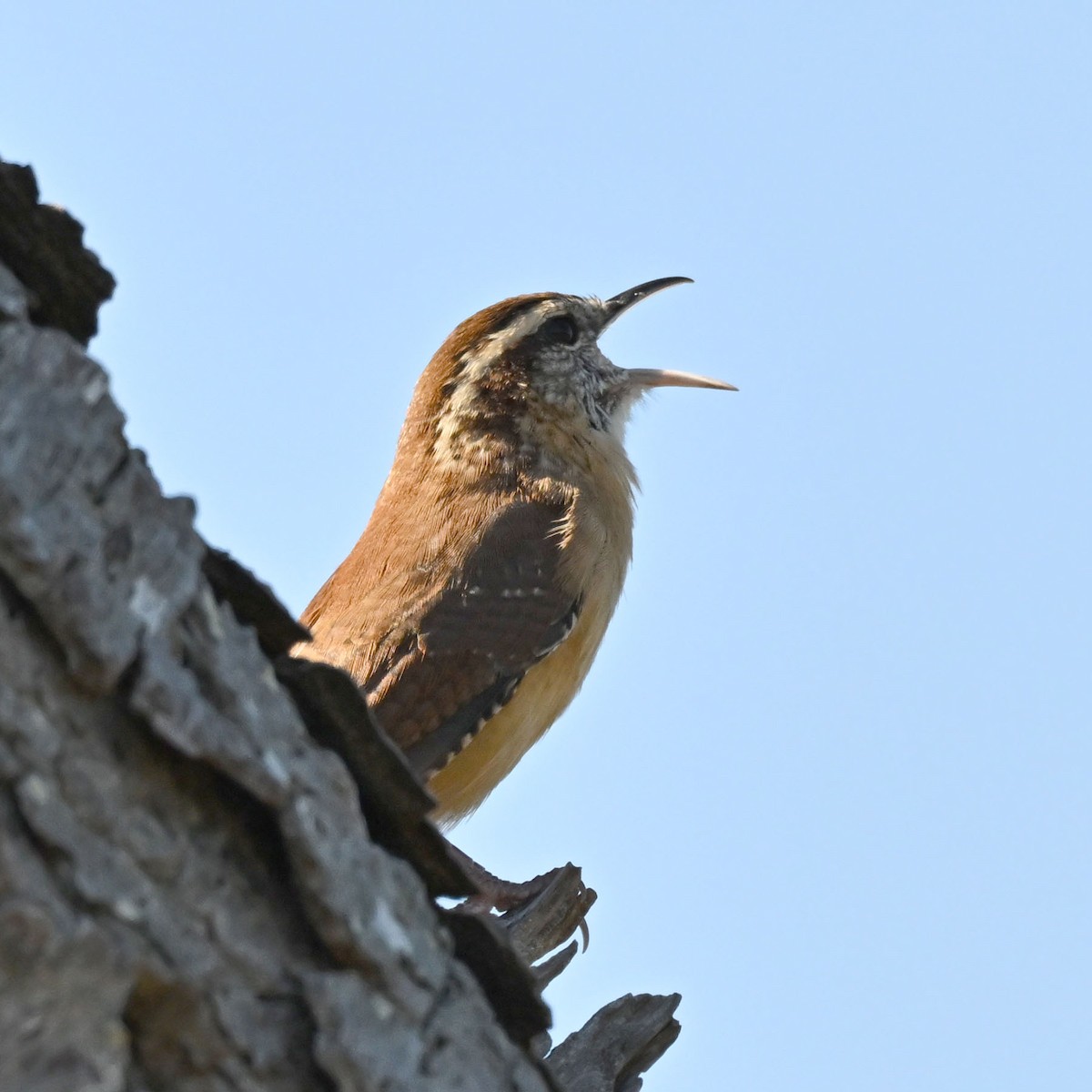 Carolina Wren - ML643481750