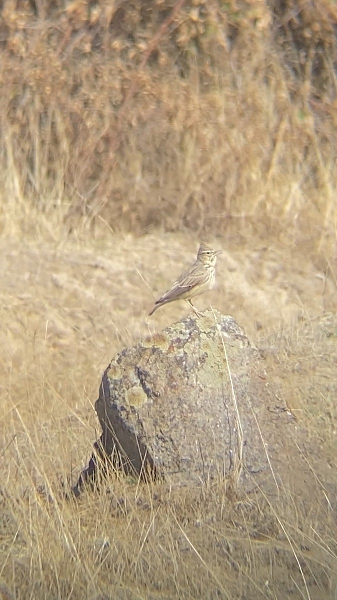 Thekla's Lark - ML643481753