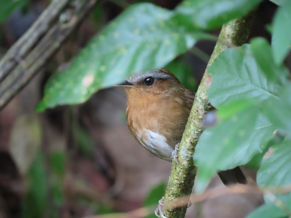 Rufous Gnateater - ML643481754