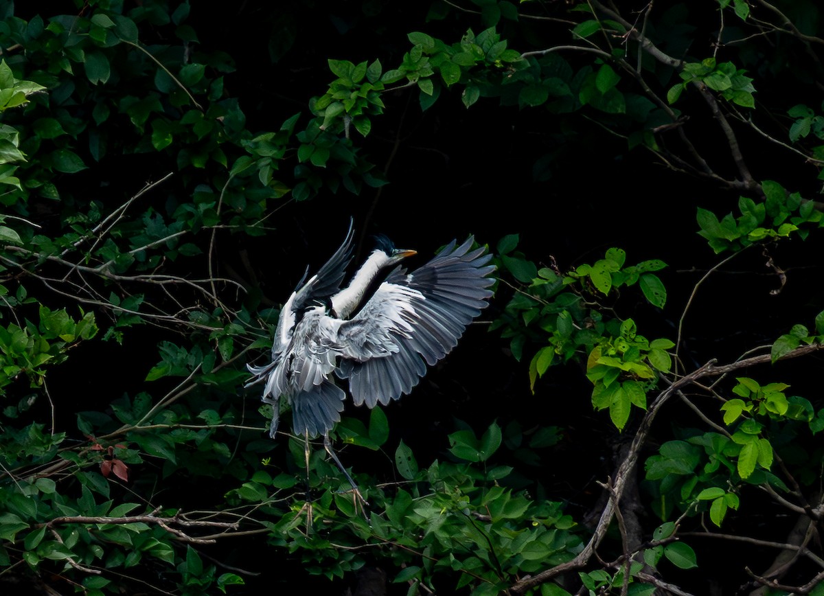 Cocoi Heron - ML643481785