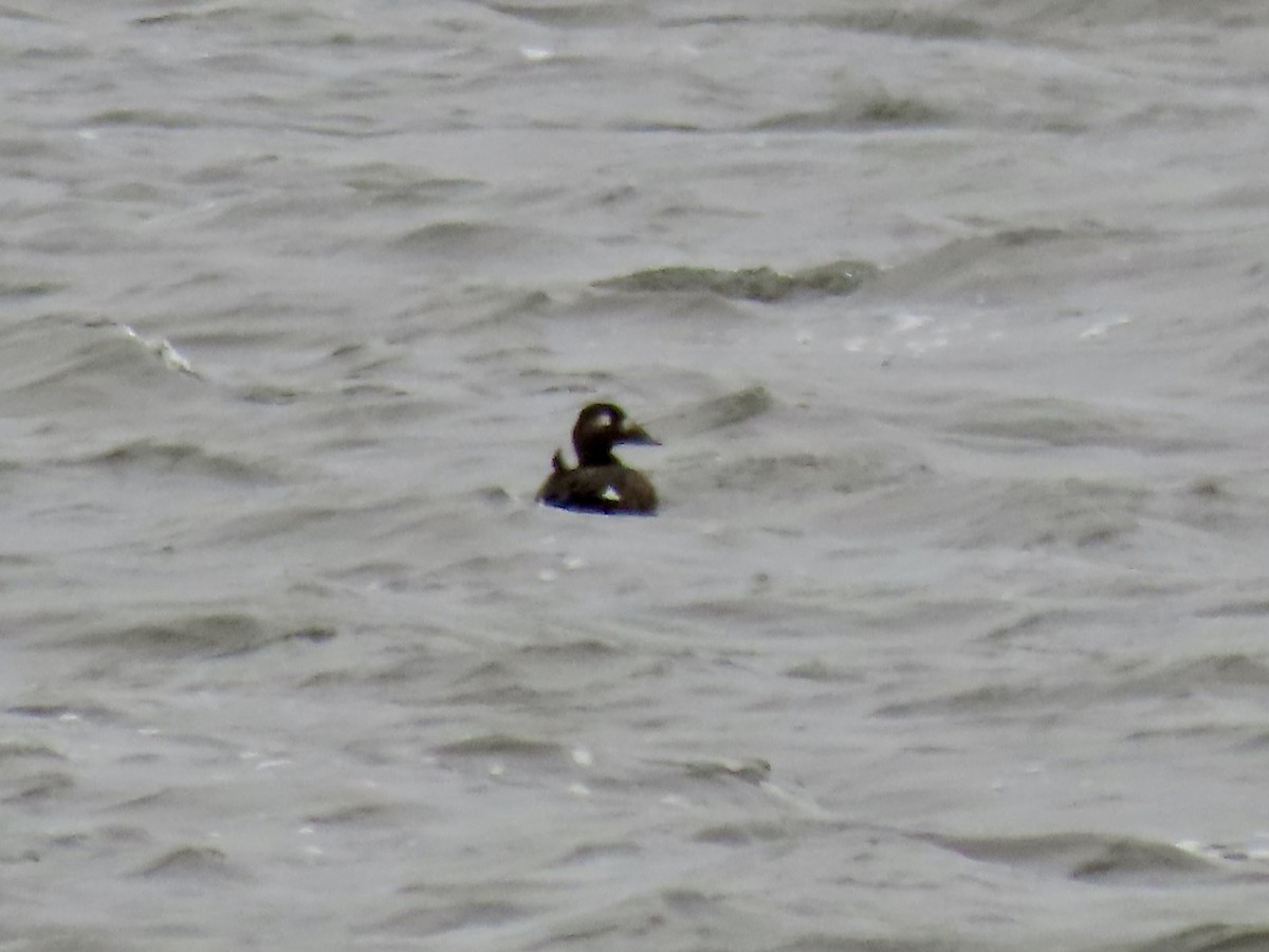White-winged Scoter - ML643481787