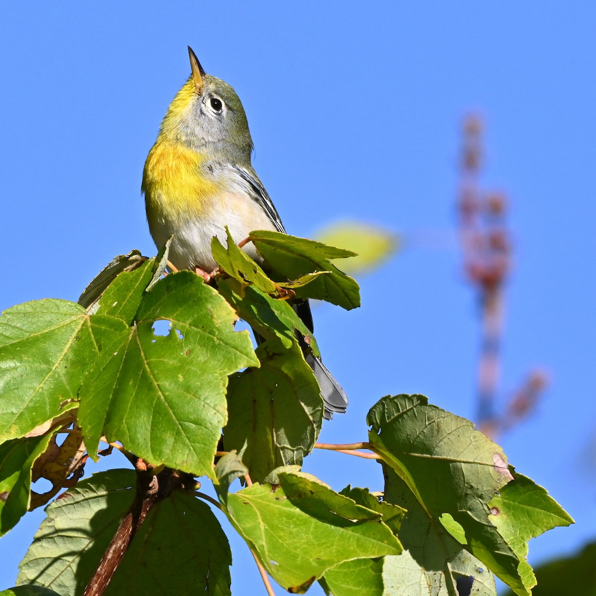 Northern Parula - ML643481818
