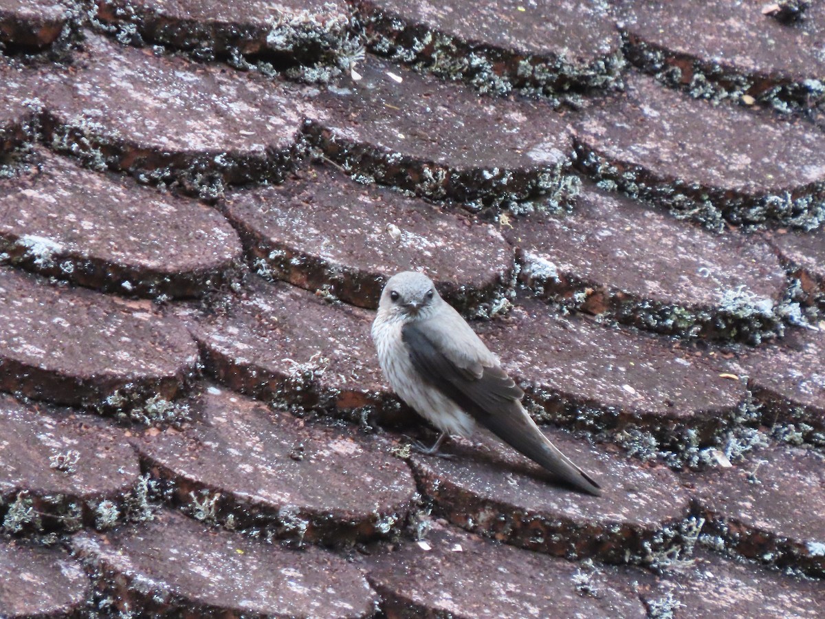 Mascarene Martin - ML643481831