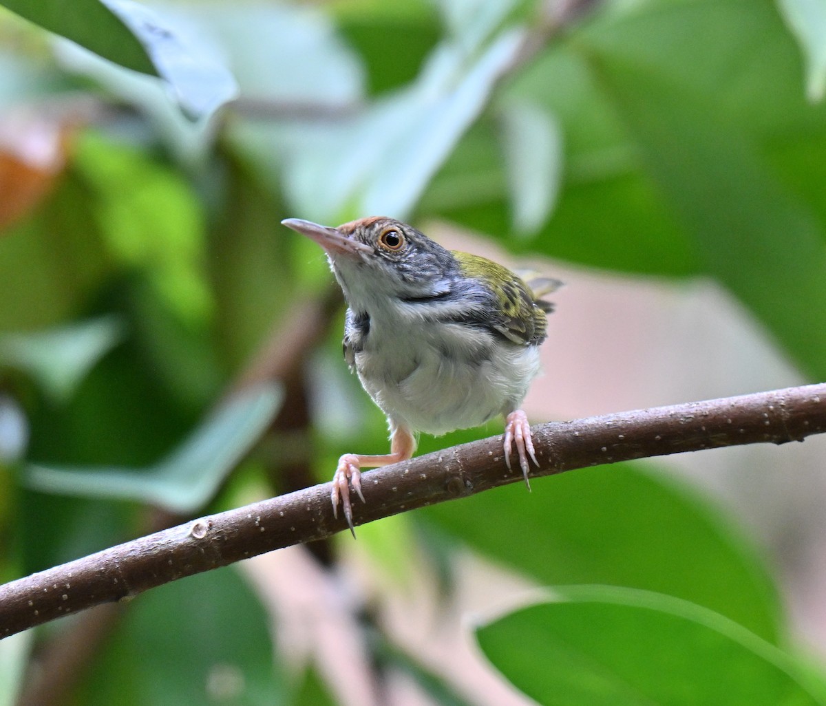 Common Tailorbird - ML643481840