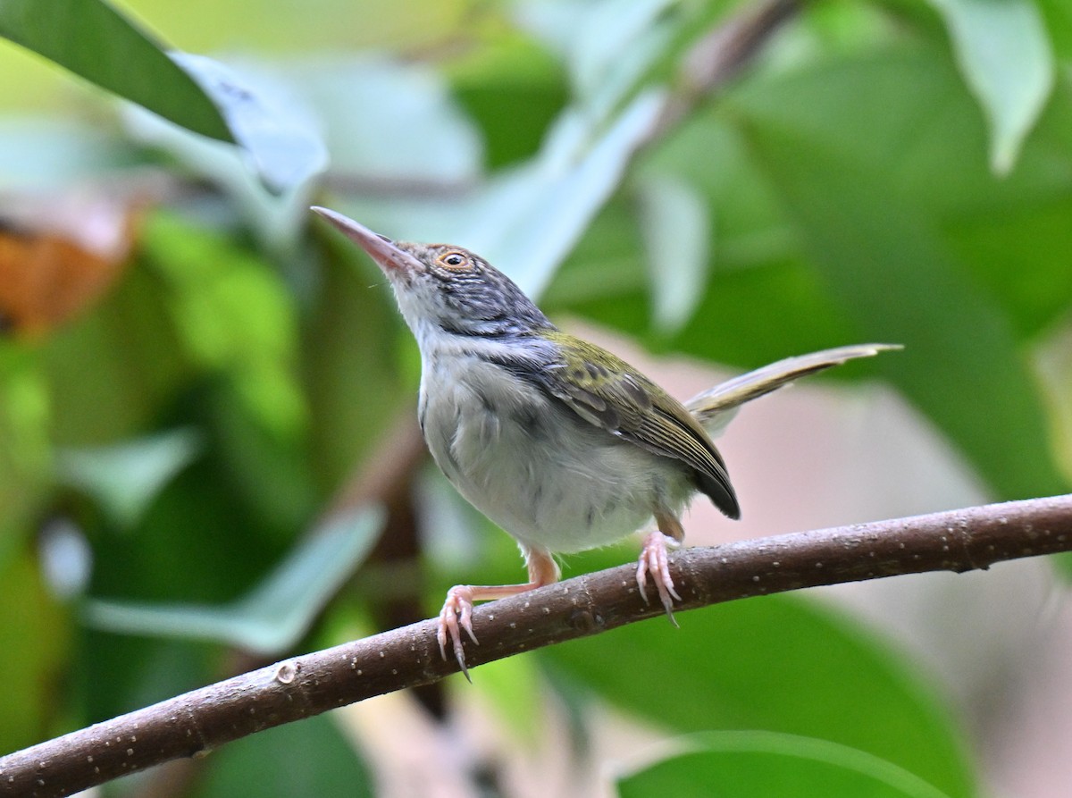 Common Tailorbird - ML643481841
