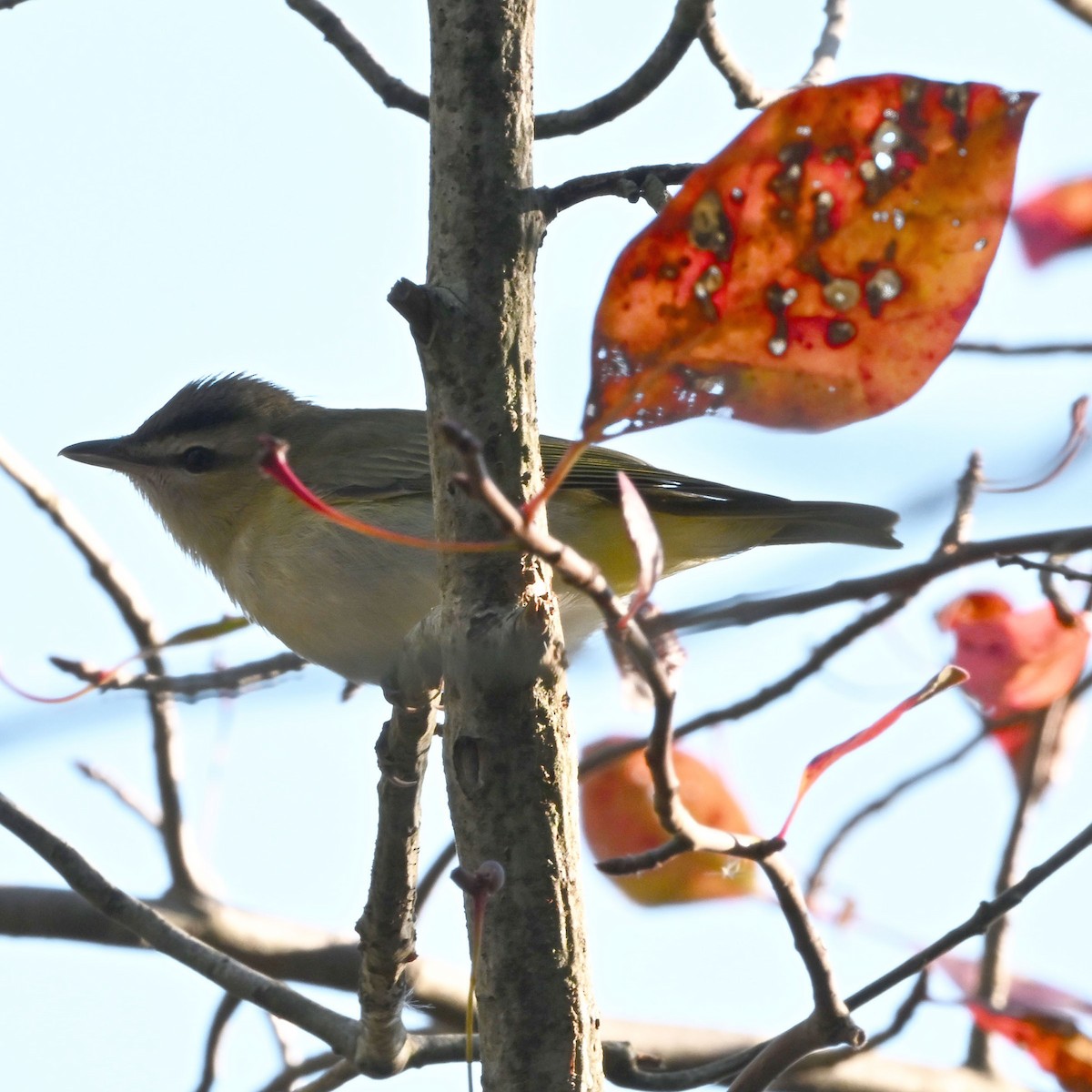 Vireo de Filadelfia - ML643481863