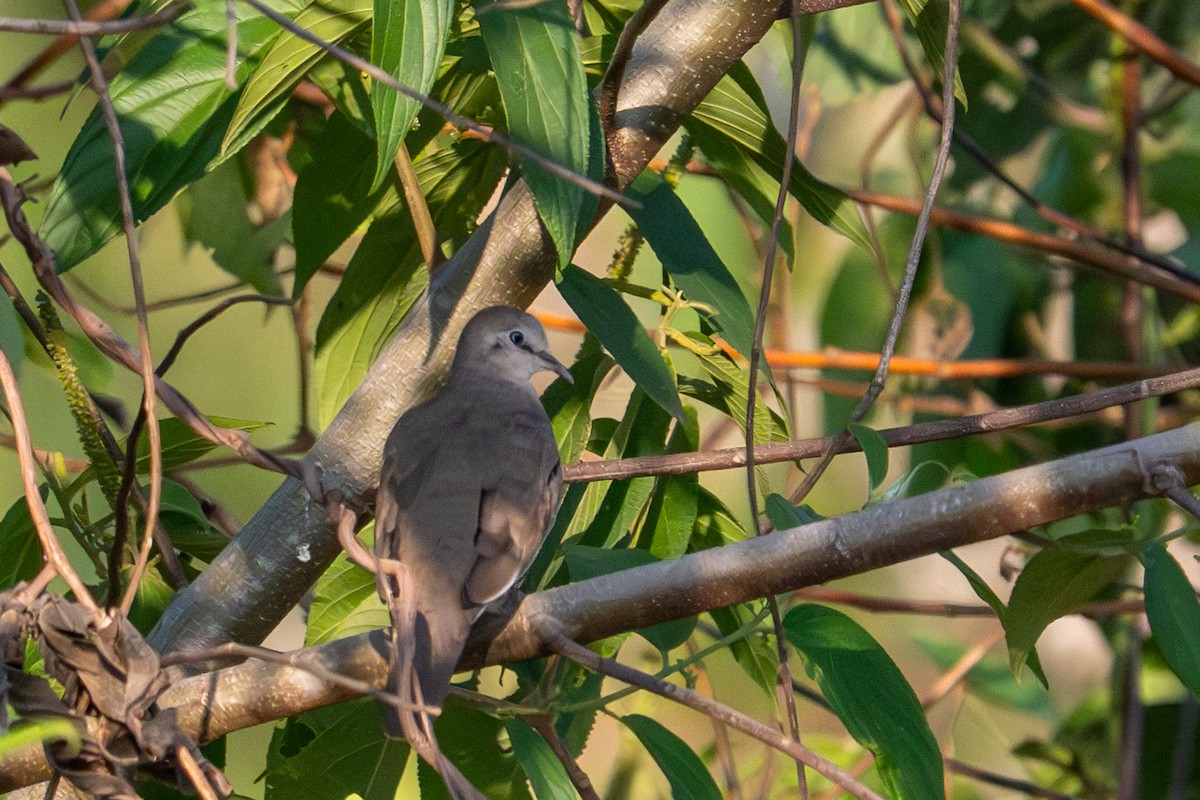 Picui Ground Dove - ML643481889