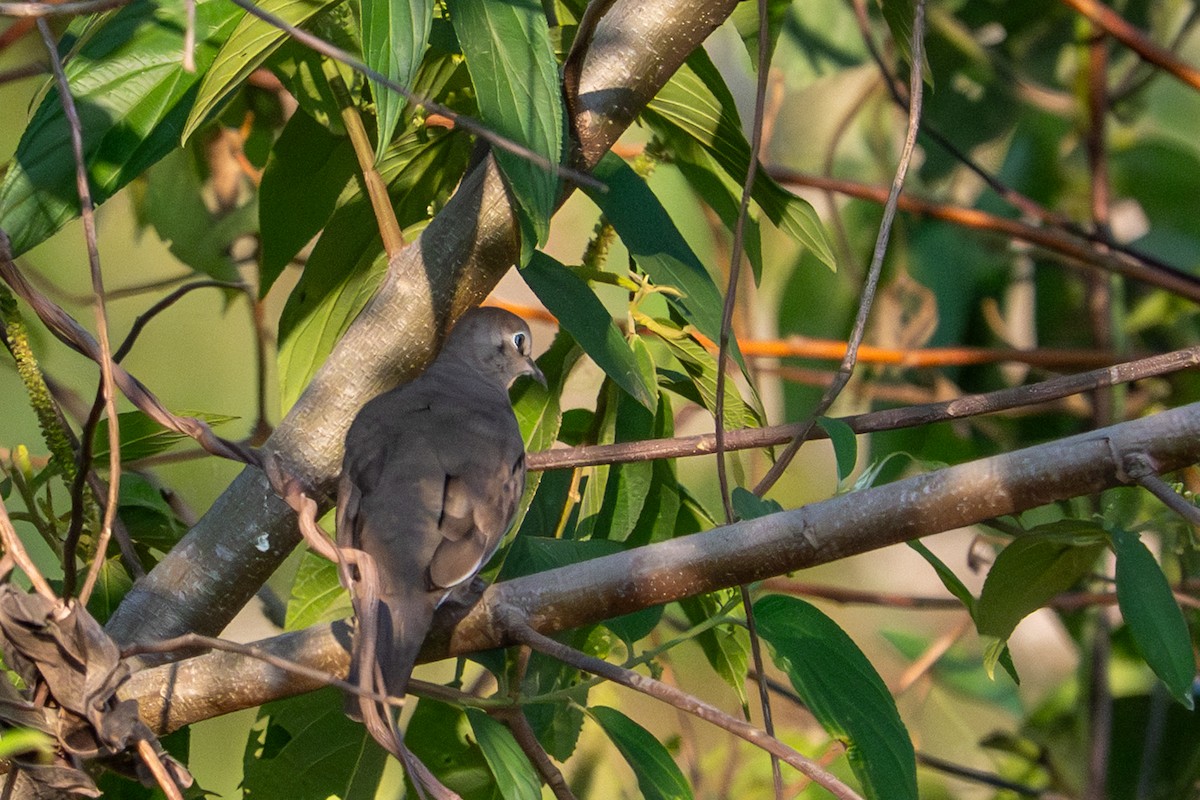 Picui Ground Dove - ML643481890