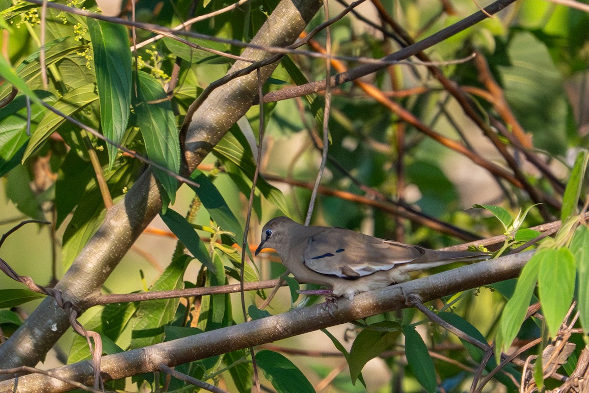Picui Ground Dove - ML643481891