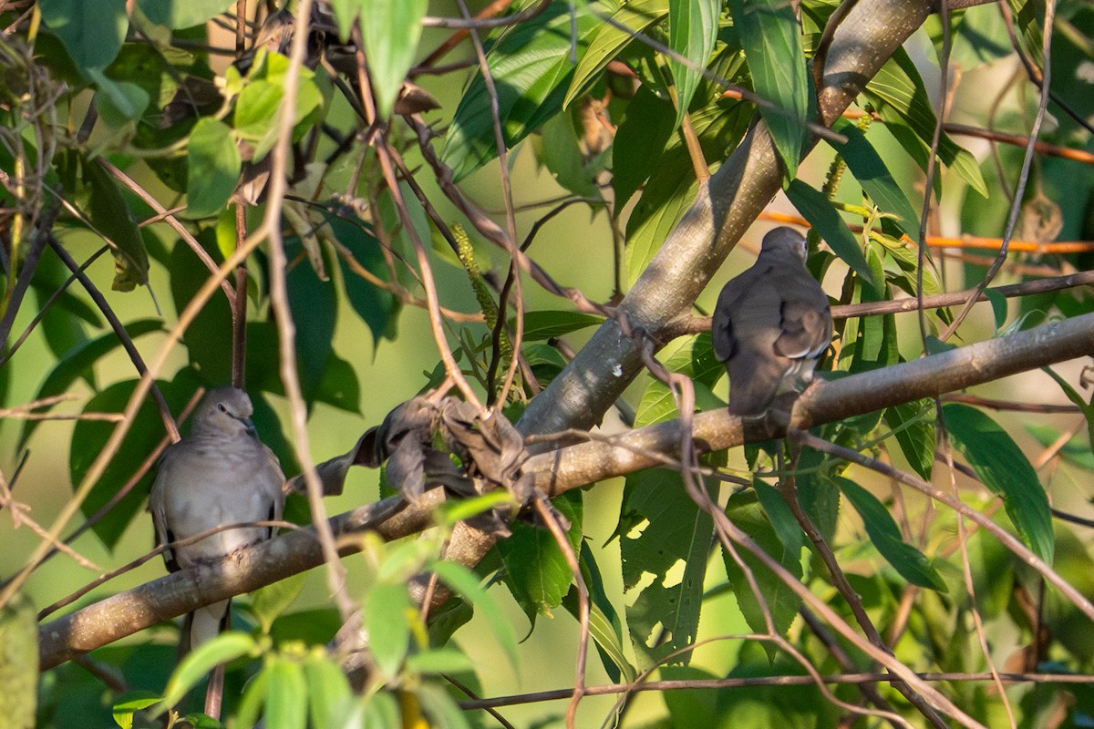 Picui Ground Dove - ML643481892