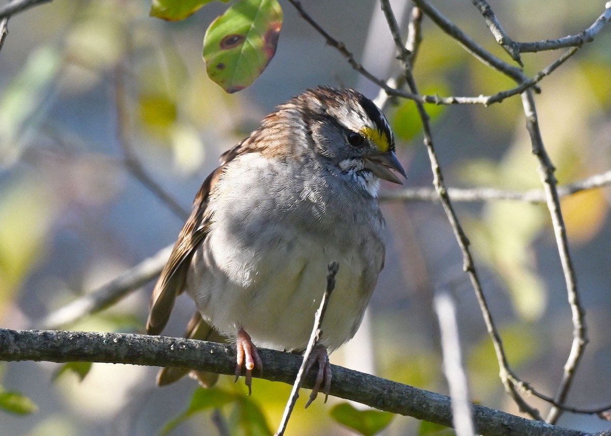 White-throated Sparrow - ML643481893