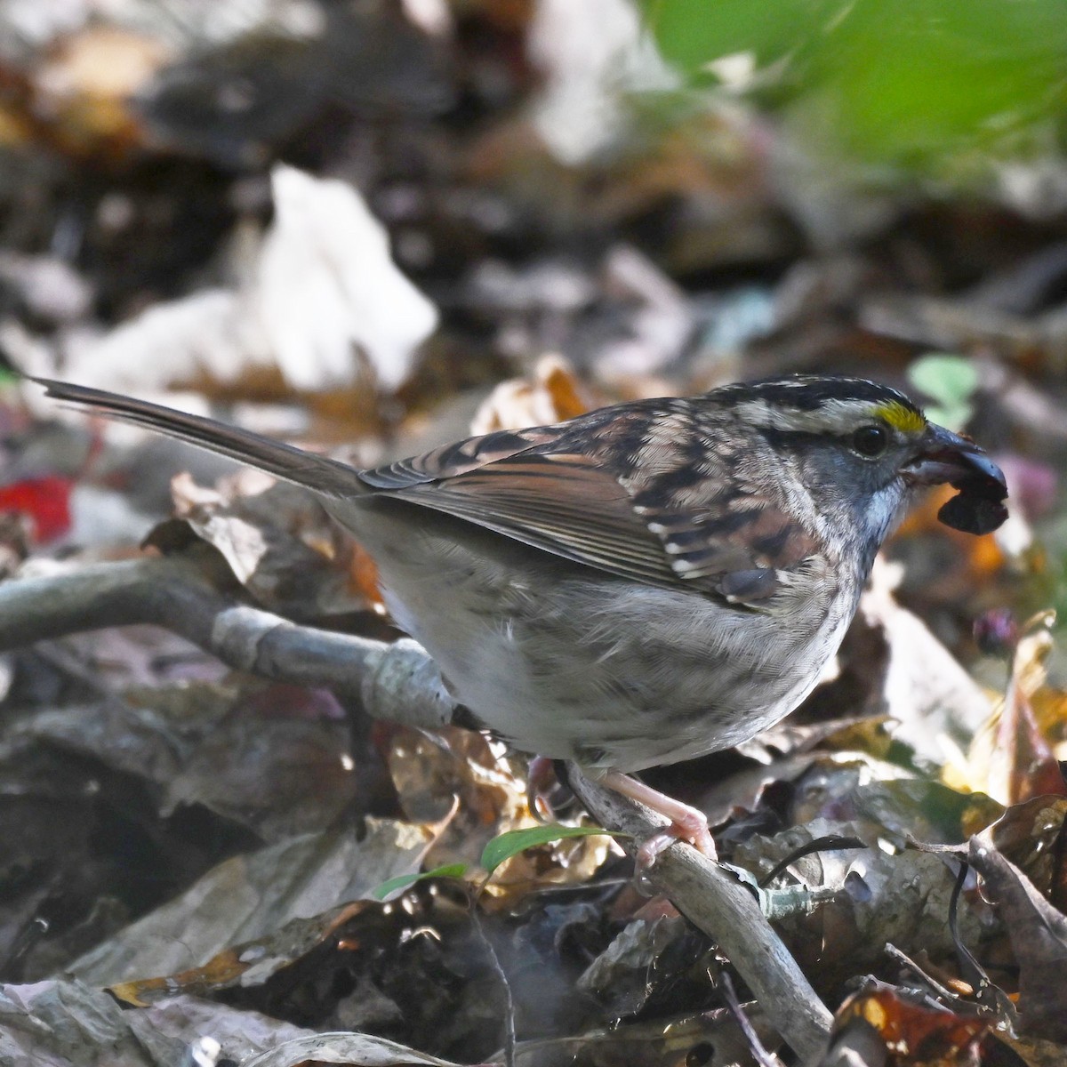 White-throated Sparrow - ML643481894