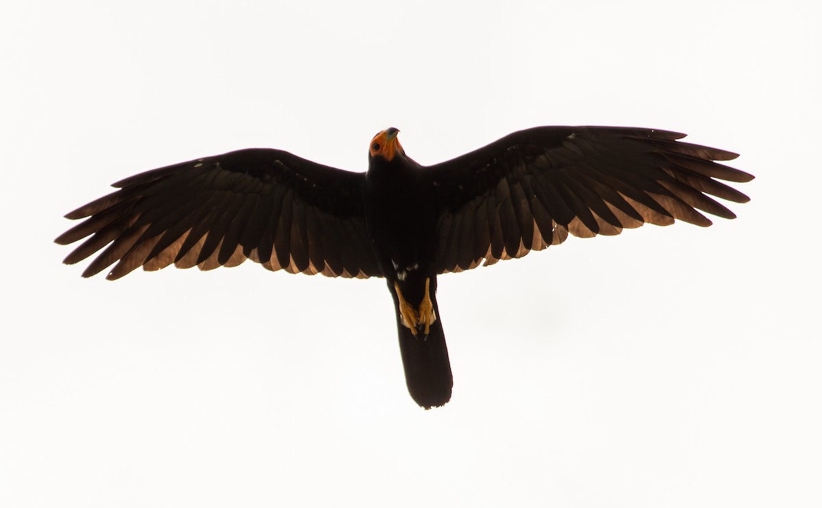 Black Caracara - ML643481914