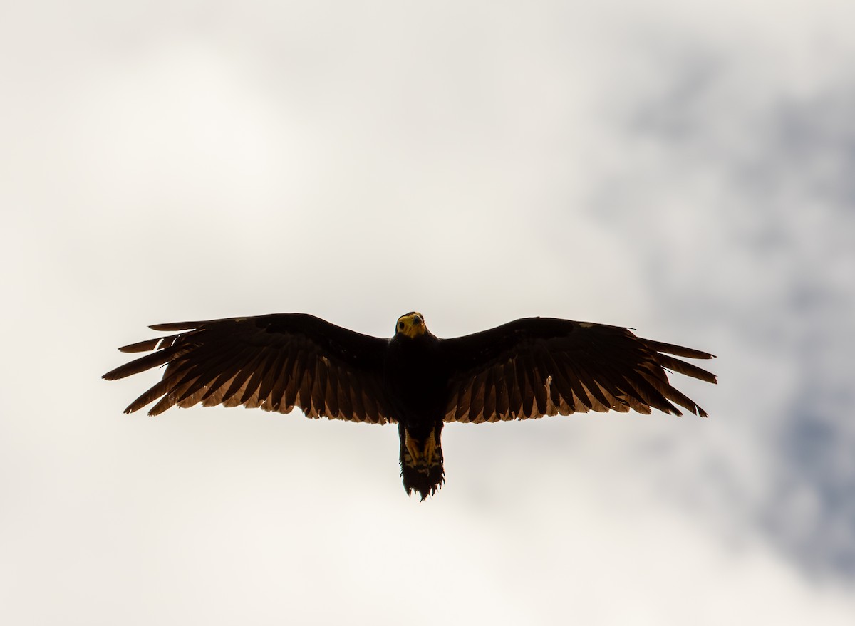 Black Caracara - ML643481915