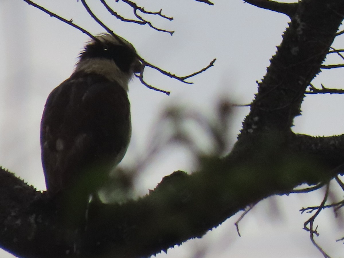 Laughing Falcon - ML643481930