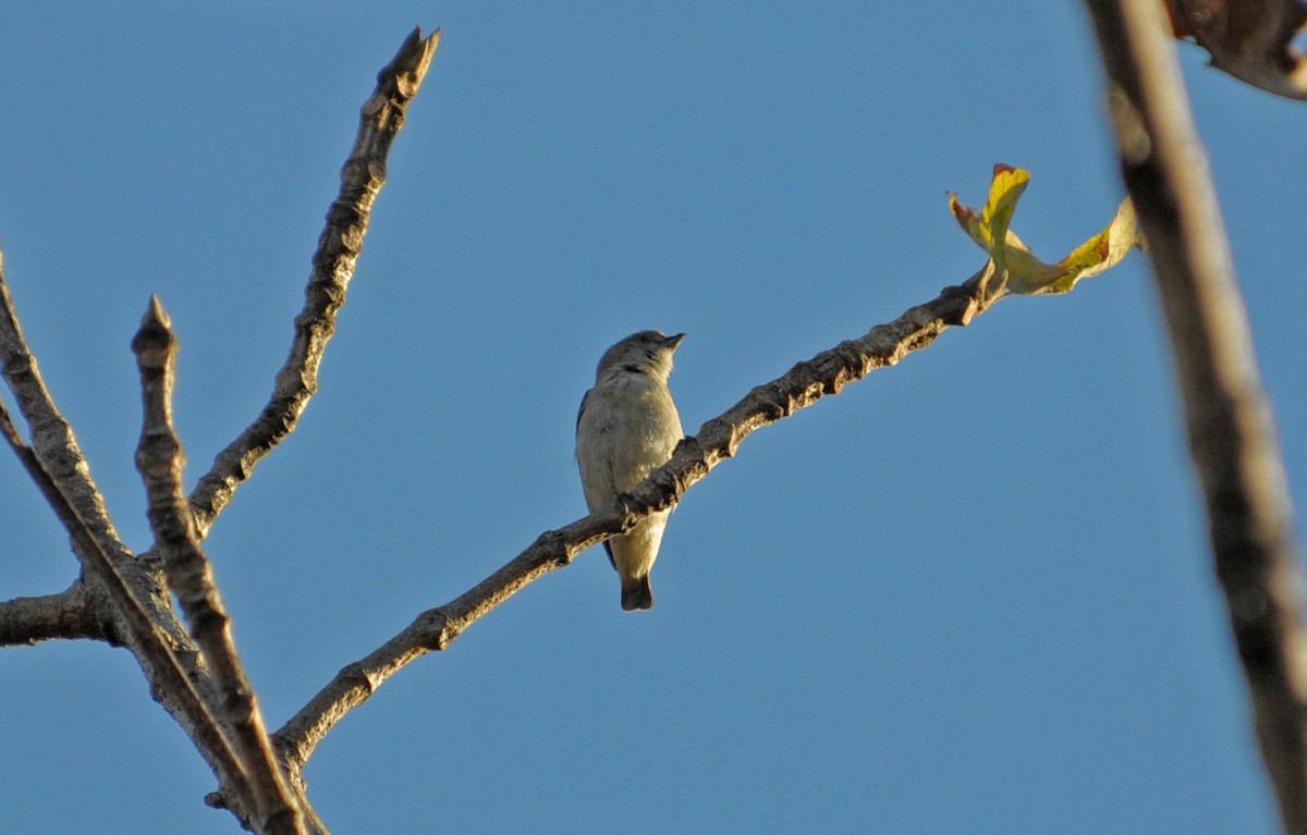 Thick-billed Flowerpecker - ML643481939