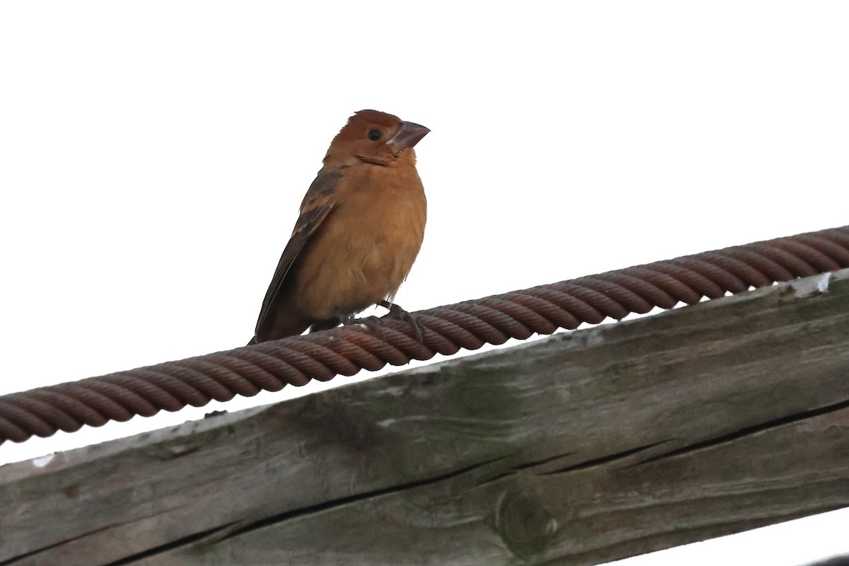 Blue Grosbeak - ML643481947