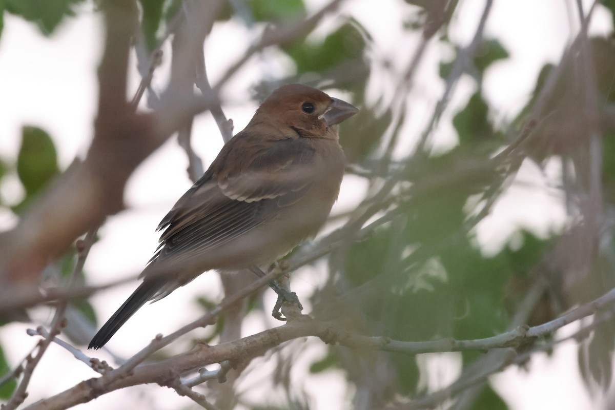 Blue Grosbeak - ML643481948