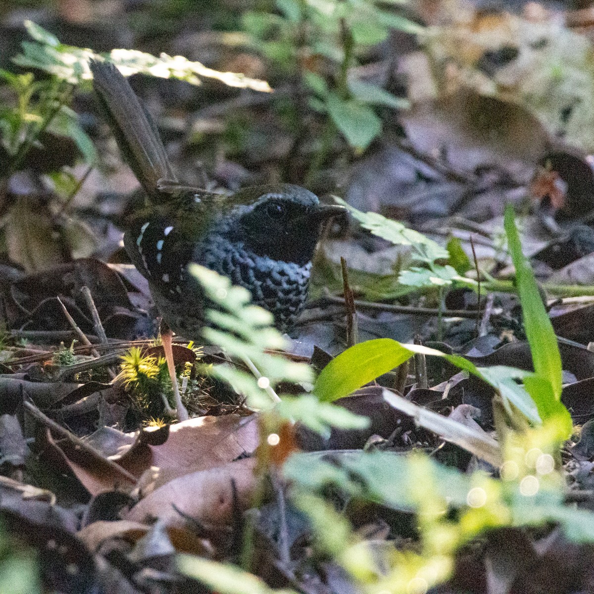 Squamate Antbird - ML643481949