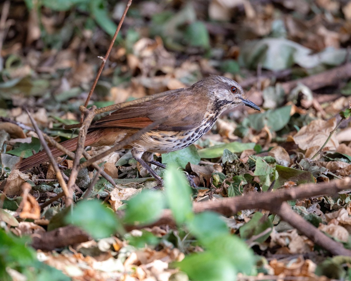 Spotted Morning-Thrush - ML643481963