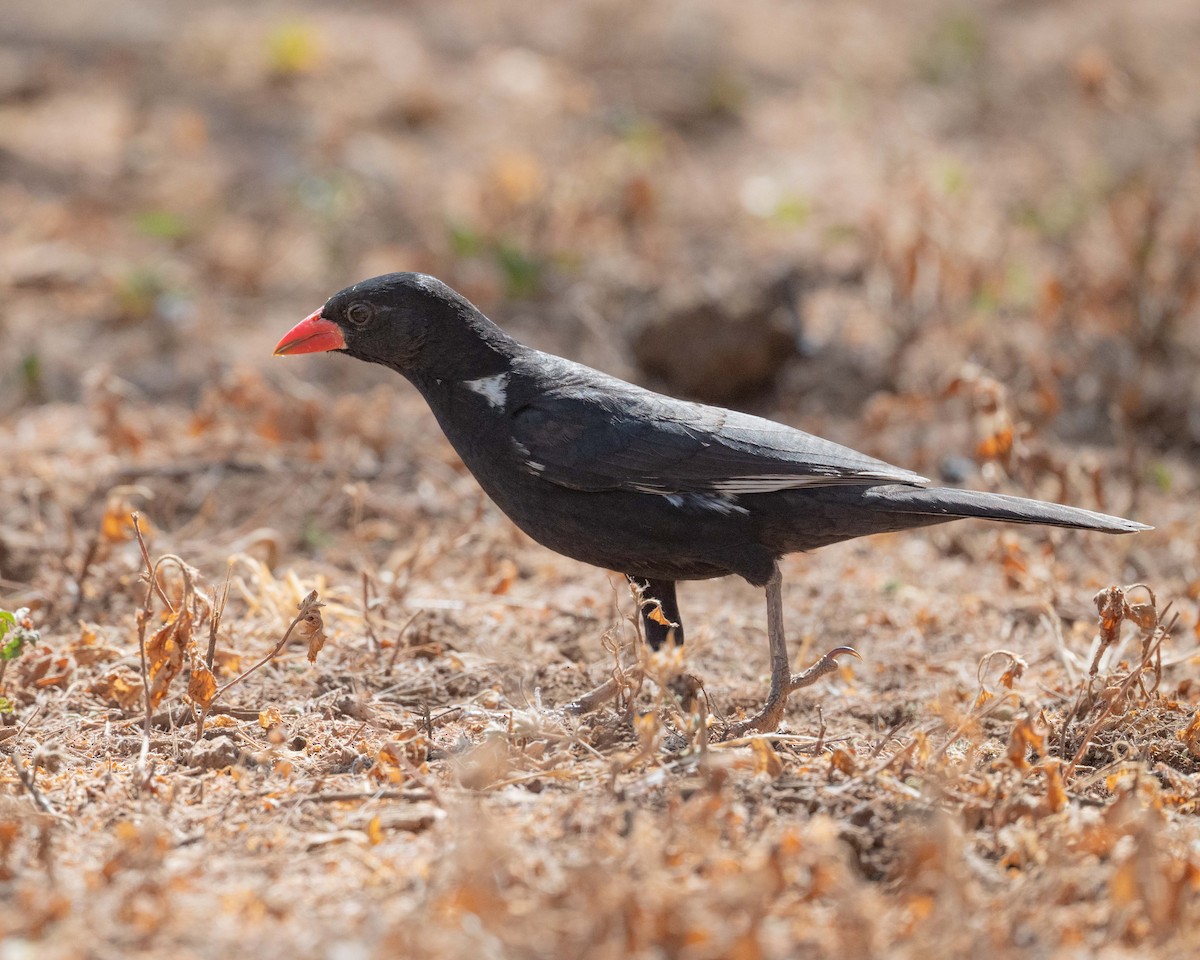 Red-billed Buffalo-Weaver - ML643481967