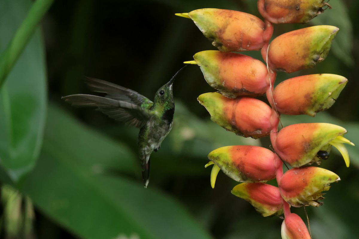 Puerto Rican Mango - ML643481976