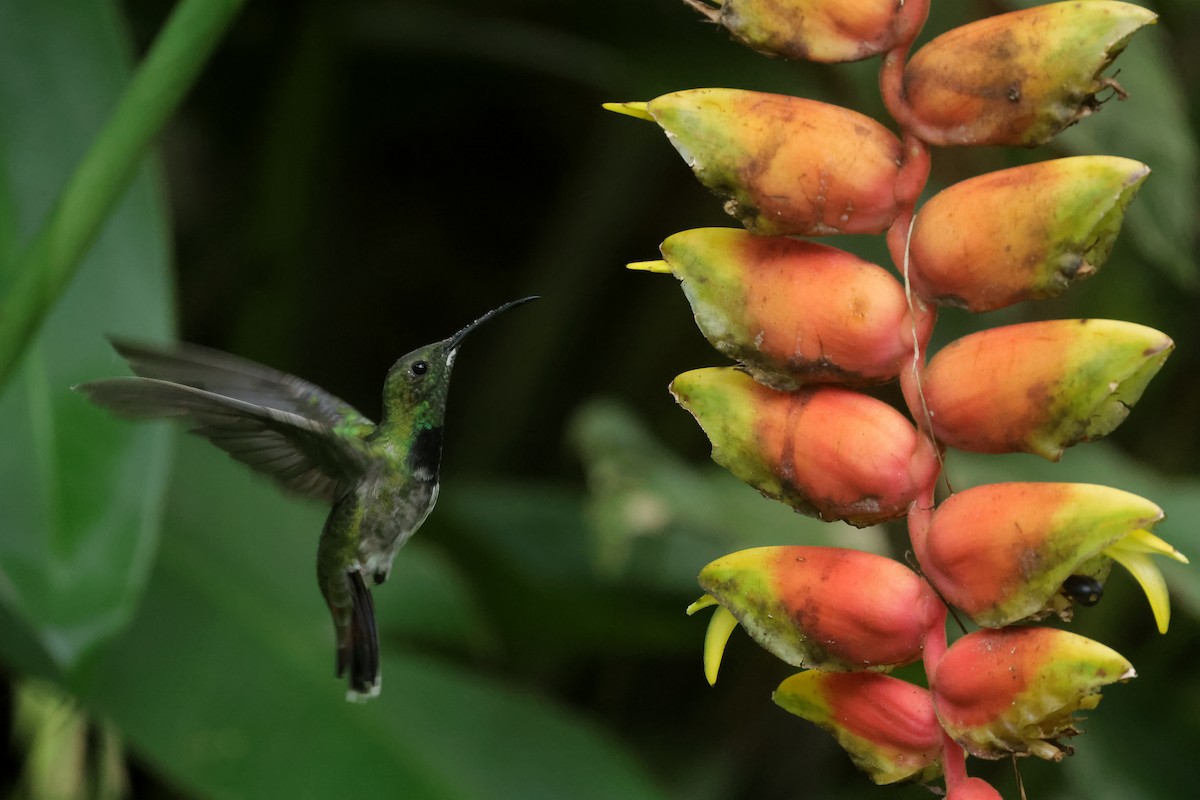 Puerto Rican Mango - ML643481977