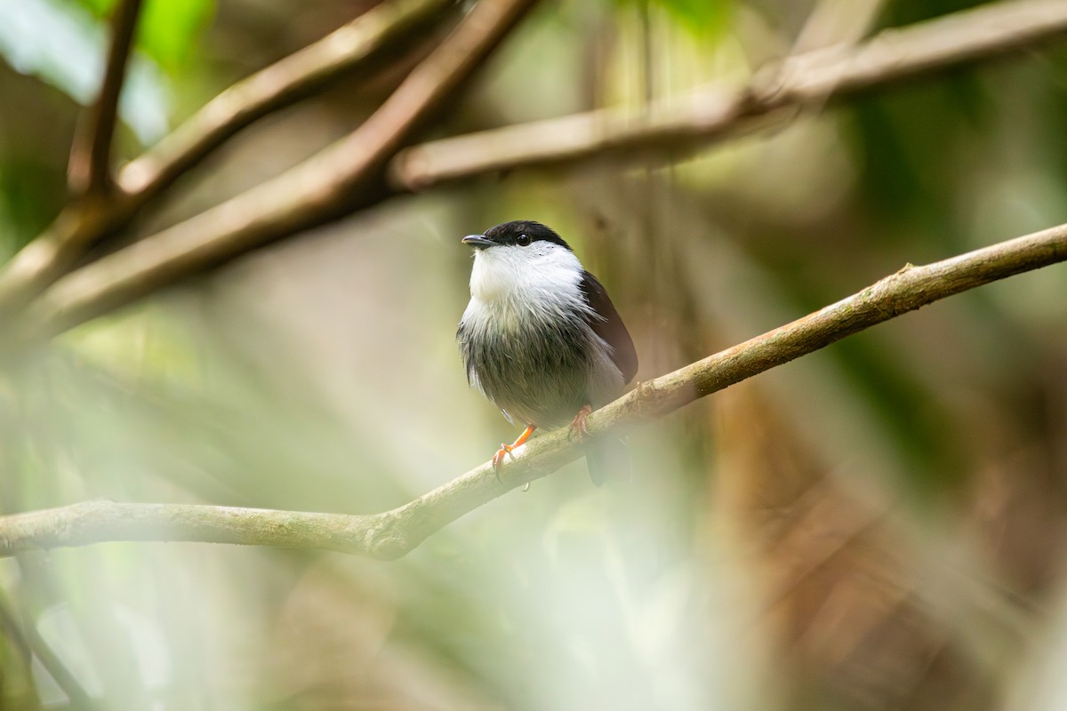 White-bearded Manakin - ML643481978