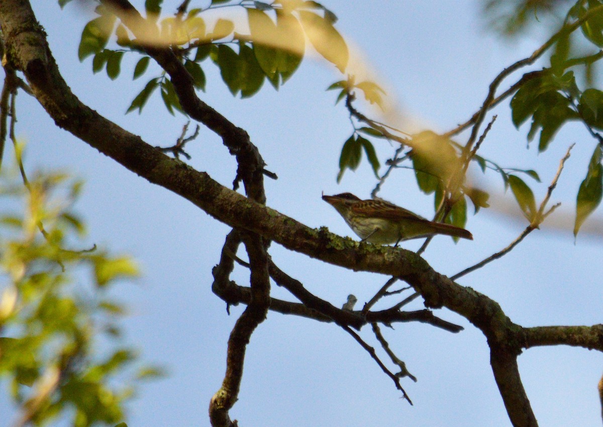 Streaked Flycatcher - ML643481984
