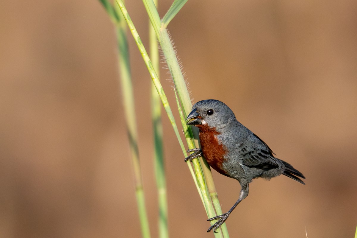 Chestnut-bellied Seedeater - ML643481988