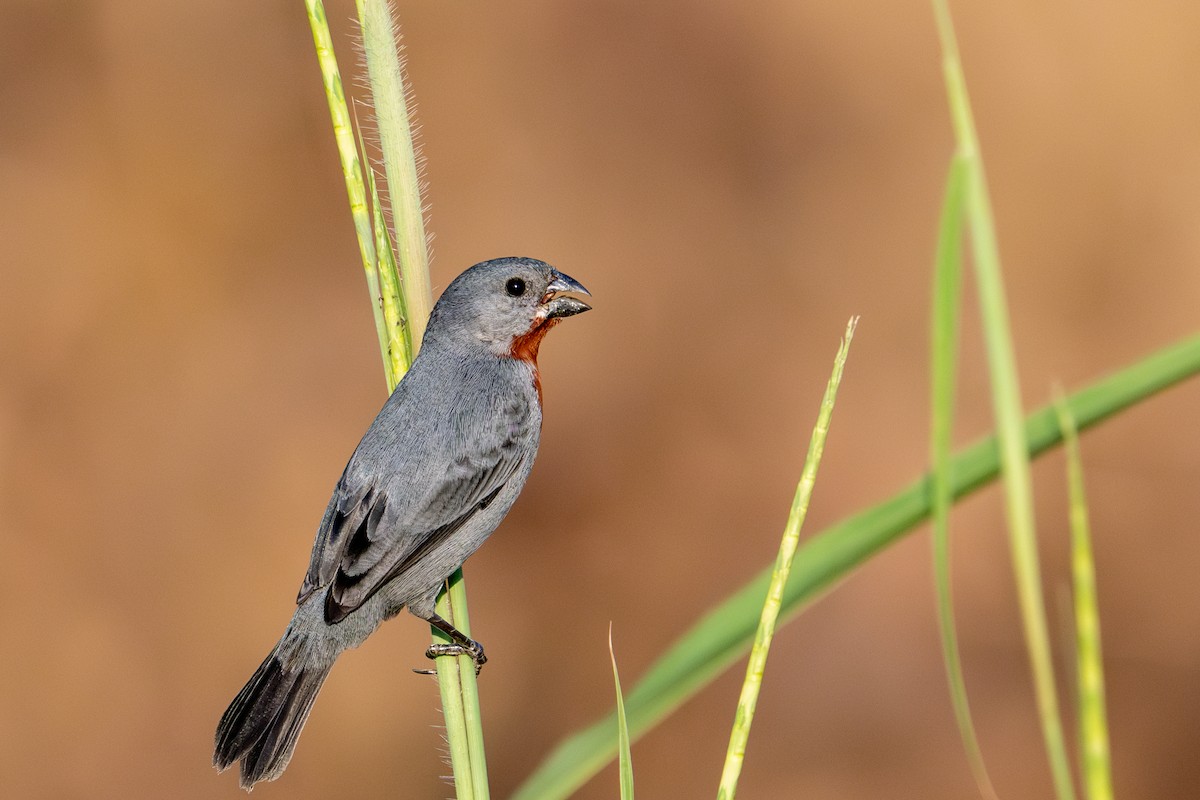 Chestnut-bellied Seedeater - ML643481989