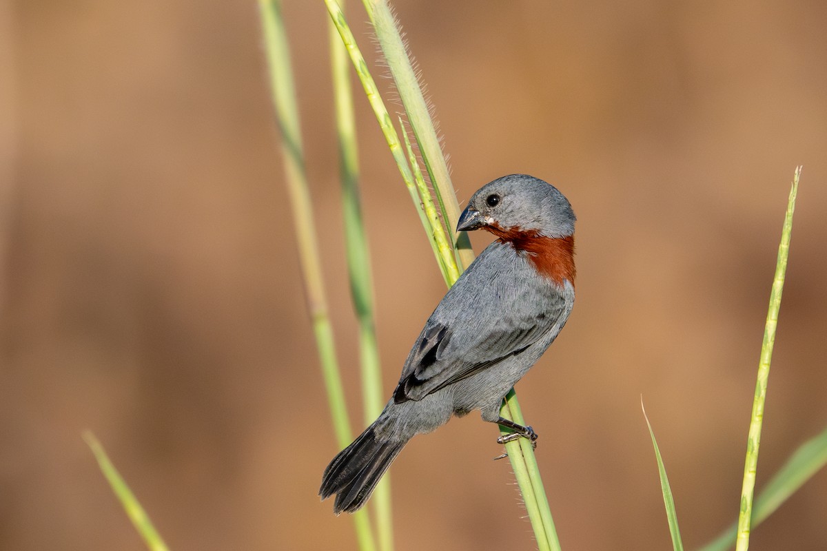 Chestnut-bellied Seedeater - ML643481990
