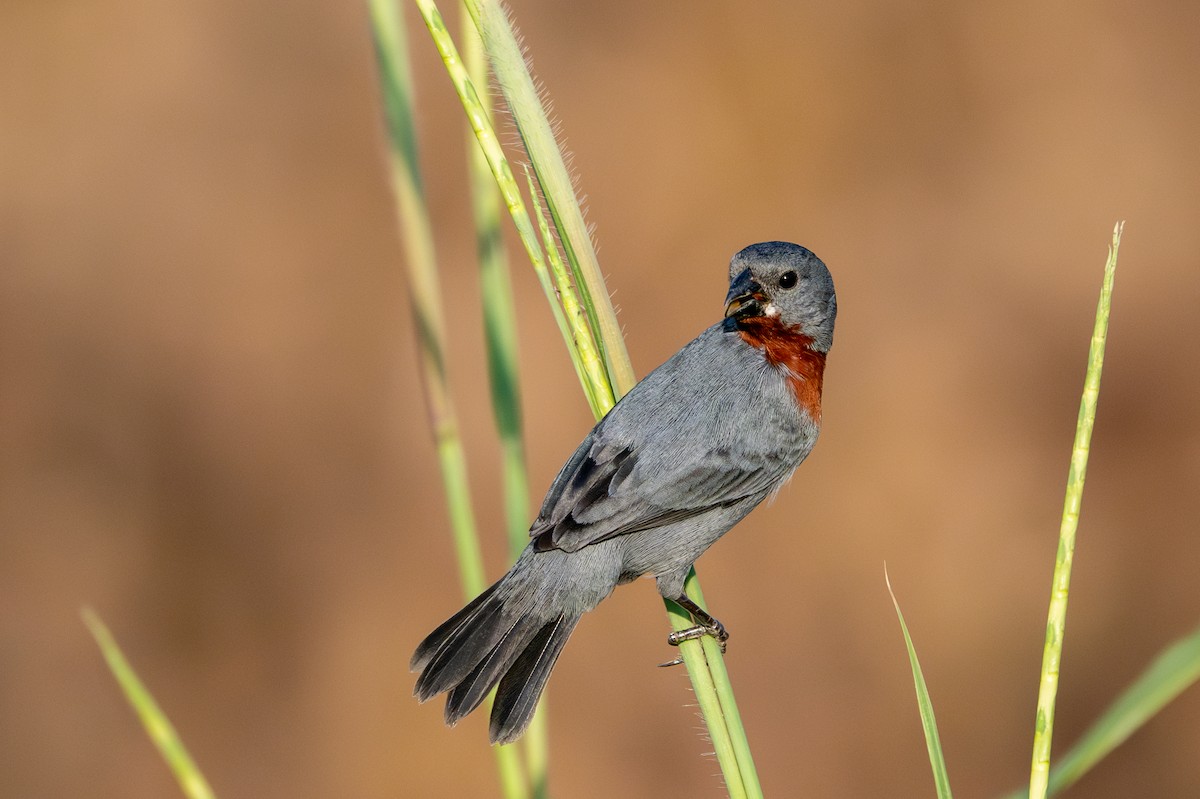 Chestnut-bellied Seedeater - ML643481991