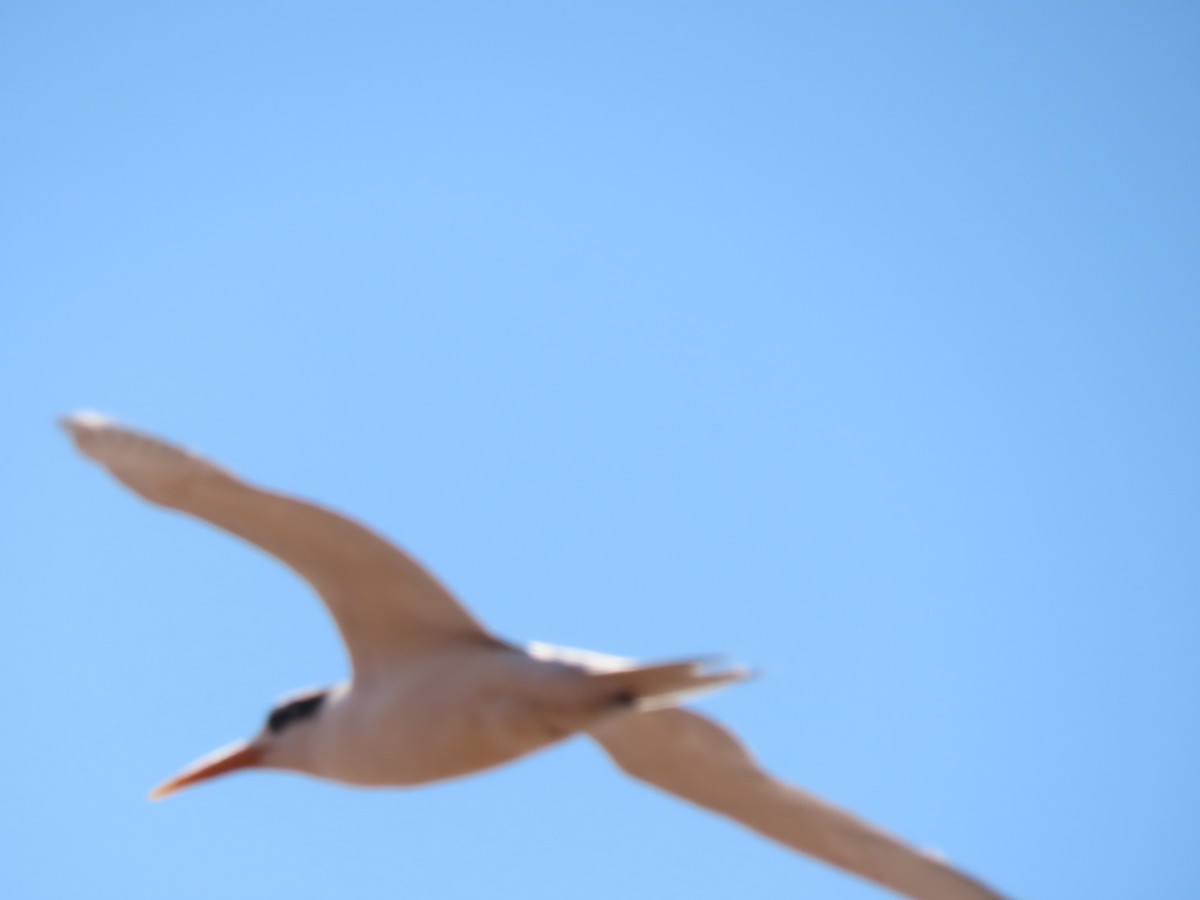 Lesser Crested Tern - ML643481994