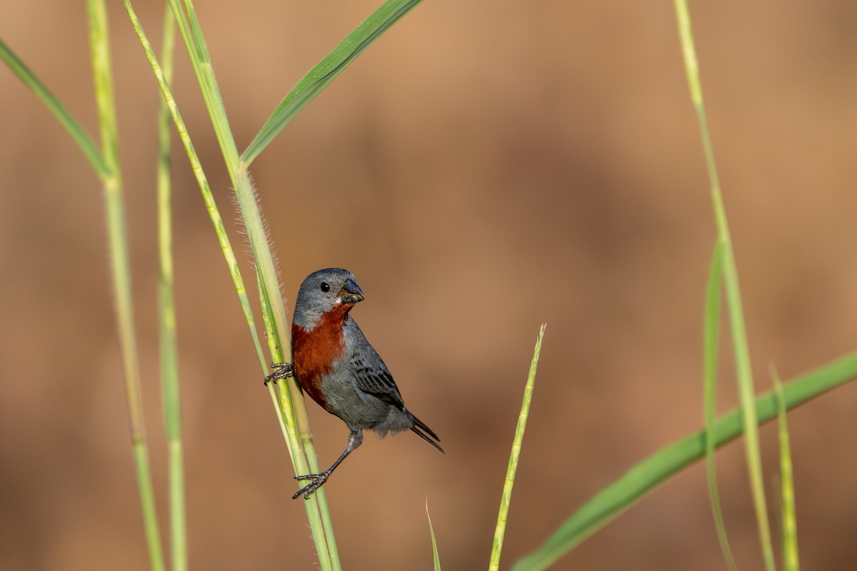 Chestnut-bellied Seedeater - ML643481997